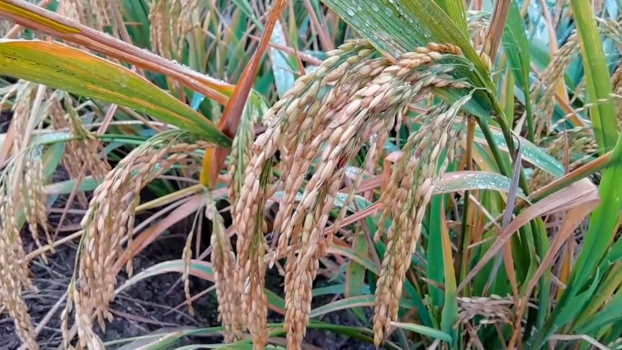 Ripening rice panicles in a field