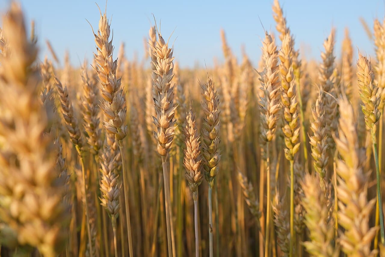 Golden wheat growing in a field